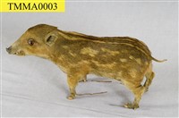 Formosan Wild Boar Collection Image, Figure 12, Total 19 Figures